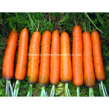 100г и до нового урожая моркови столовой 